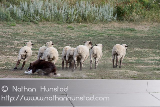 IrishFest_2008-08-10_IMG_1203